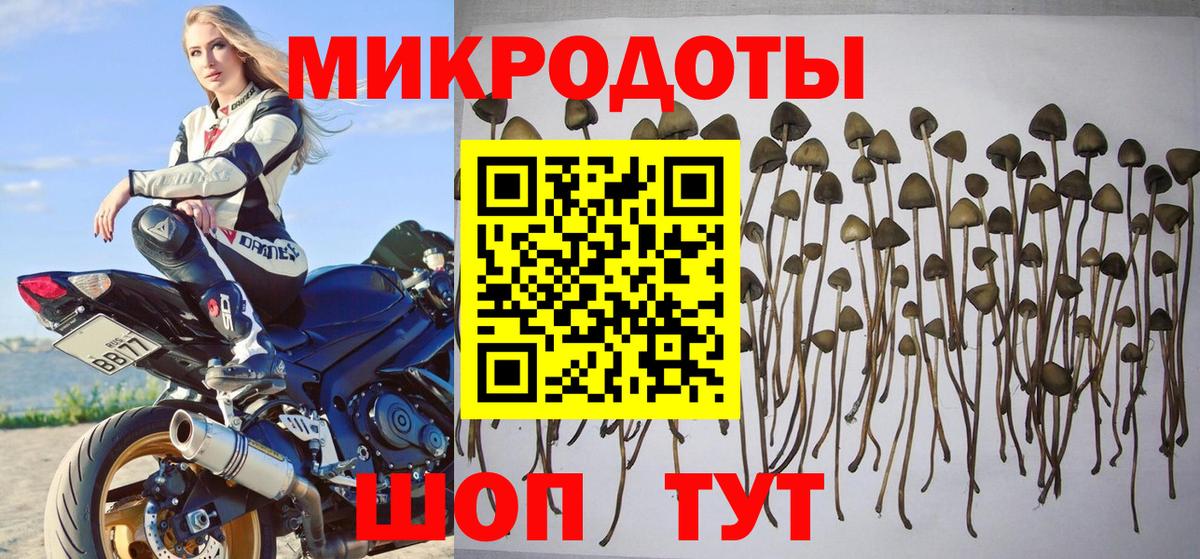 Галлюциногенные грибы Cubensis Коркино